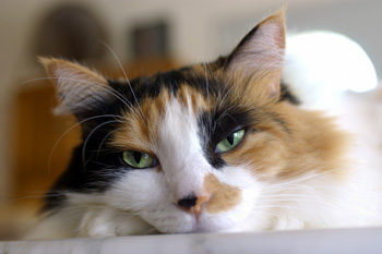 calico cat relaxing