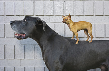 chihuahua on a great danes back