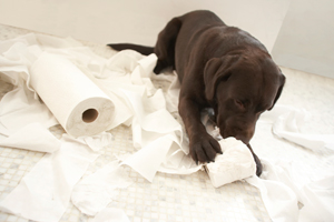 puppy playing with paper